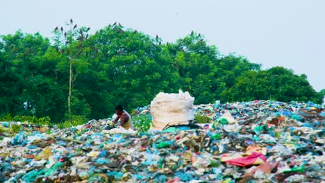 Man-Working-At-Landfill-Site-With-Birds-Flying-Over-Plastic-Garbage