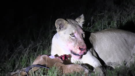 Lioness-devours-the-carcass-of-an-impala-following-a-night-hunt
