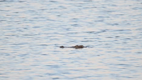 Moving-towards-the-left-head-out-only-while-a-bird-swoops-down-from-the-left-and-back-again-as-the-camera-zooms-out,-Siamese-Crocodile-Crocodylus-siamensis,-Thailand