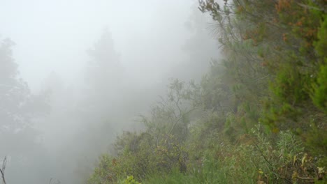 Mystischer-Nebel:-Nebel-Umhüllt-Subtropischen-Wald