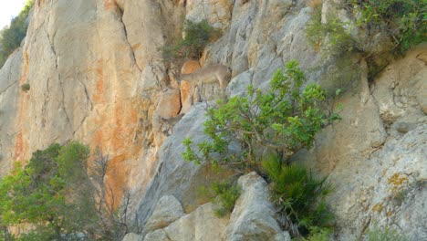 Goats-Perched-on-the-Mountainside---Spain---Low-Angle-Shot