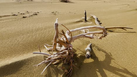 Sun-bleached-Driftwood-on-Balochistan-Beach,-Pakistan