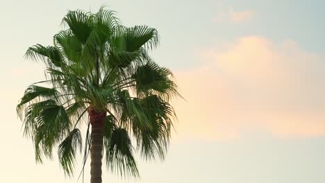 Palme,-Die-Sich-Sanft-Vor-Einem-Sonnenuntergangshimmel-Wiegt