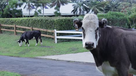 Hereford-cattle-on-Norfolk-Island-curiously-inspecting-while-another-cow-is-grazing