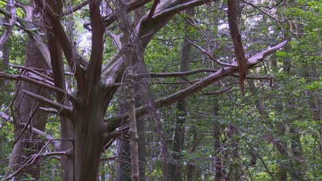 Alte-Bäume-Mit-Getrockneter-Rinde-Und-Zweigen-Im-Blackwater-National-Wildlife-Refuge,-Maryland