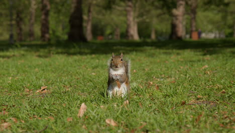 Squirrel-Eating-Nuts-In-The-Green-Park,-Westminster,-Central-London