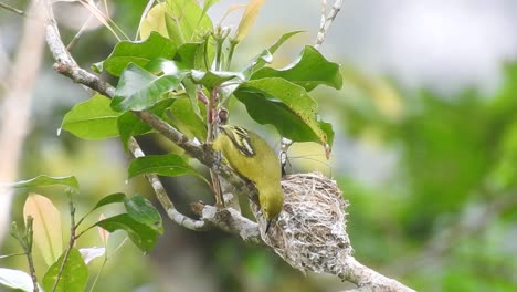 Un-Hermoso-Pájaro-Amarillo-Llamado-Iora-Común-Alimenta-A-Sus-Polluelos-Anidados-En-Un-árbol