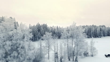 Aerial-Winter-landscape-white-forest-tree-and-snow-on-frozen-ground