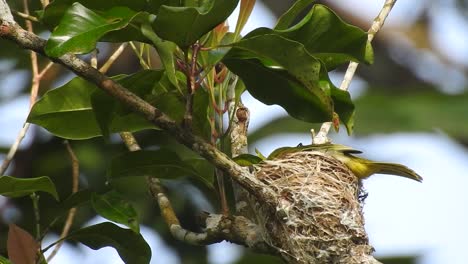 the-beatiful-yellow-bird-common-iora-is-brooding-in-the-nest