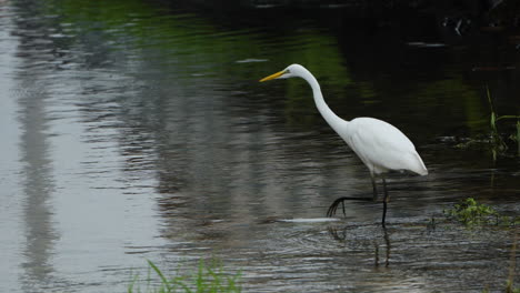 Eastern-Great-Egret-stealthily-stalks-prey-in-shallow-water-of-pond