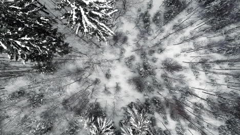 Drop-down-aerial-of-forest-in-winter-with-snow-on-ground-and-tall-spruce-pine-tree