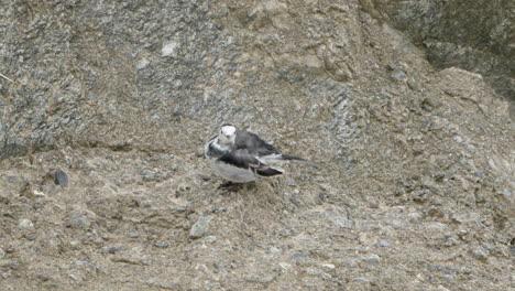 White-wagtail-perched-on-rock,-preening-feathers
