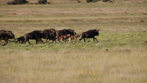 Eine-Herde-Gnus-Läuft-In-Zeitlupe-Durch-Die-Afrikanische-Wildnis,-Weitwinkelaufnahme