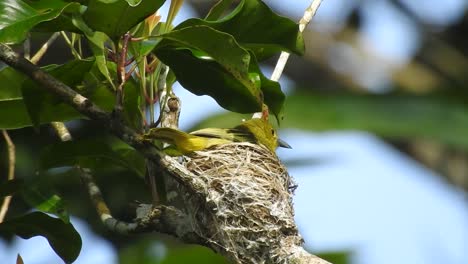 Ein-Süßer-Gelber-Vogel-Namens-Iora-Schmachtete-In-Seinem-Nest-Und-Flog-Davon