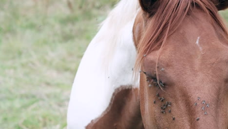 Close-Up-of-Peaceful-Horse-in-Meadow-with-Flies-Buzzing