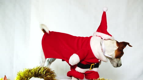 Funny-pet-clip-of-puppy-in-Santa-suit-excited-wagging-its-tail,-festive-season