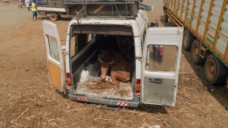 Livestock-traders-load-their-animals-into-their-vehicles-to-take-them-home-once-the-transaction-is-completed