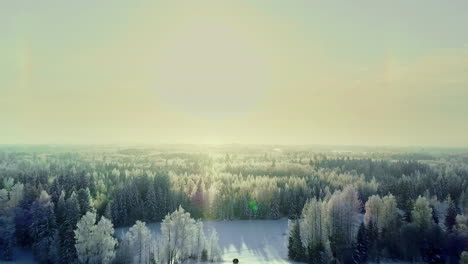 Aerial-View-of-Forest-at-Cold-Winter-Morning-White-Frost-Covered-Trees-at-sunrise