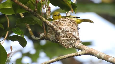 the-yellow-common-iora-bird-is-brooding-in-the-nest