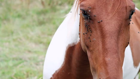 Close-Up-of-a-Horse's-Face-with-Flies-Buzzing-in-Countryside-Setting