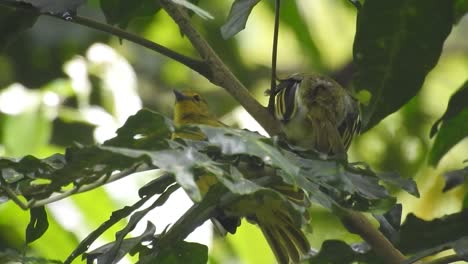 Dos-Hermosos-Pájaros-Amarillos-Llamados-Iora-Común-Estaban-Juntos-En-Un-Grupo-De-Tres