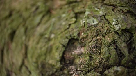 Textured-Tree-Bark-Close-Up-with-Moss.-Macro-shot