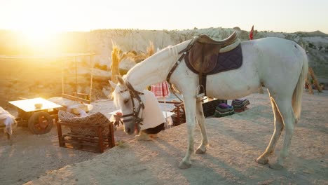Reiter-Weißes-Pferd-Entspannen-Sonnenuntergang-Goldenes-Licht-Landschaft