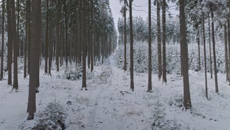 Forward-footage-passes-through-tree-branches-covered-with-snow-in-winter