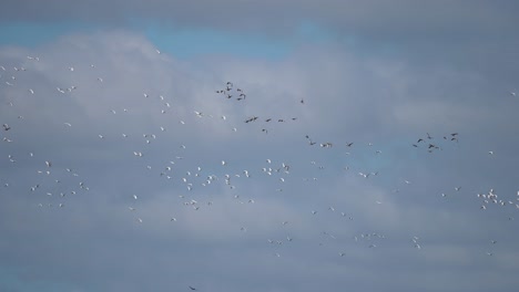 A-flock-of-migrating-birds-in-the-cloudy-autumn-sky