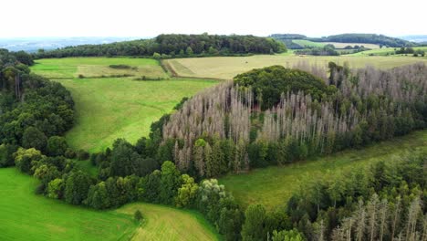 Overflight-of-a-German-forest-with-dead-trees-damaged-by-the-bark-beetle-In-the-Sauerland-region-of-Germany