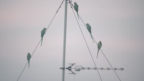 Una-Hermosa-Toma-De-Tiempo-De-Pájaros-Loros-Verdes-Sentados-Y-Volando-Sobre-Una-Torre-De-Antena,-Tel-Aviv-Israel,-Teleobjetivo-Con-Zoom,-Vídeo-Sony-4k