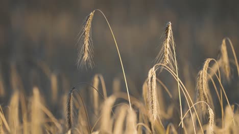 Golden-ears-of-wheat-in-the-field