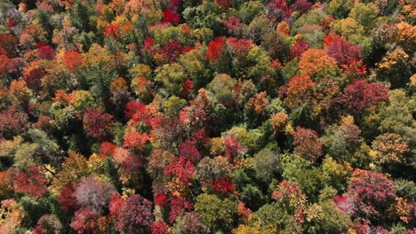 Overflying-Colorful-Crowns-Of-Trees-In-Deciduous-Forest-In-Autumn-Season