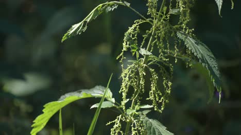 A-stinging-nettle-plant-on-the-blurry-background