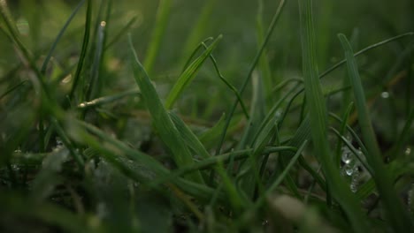 Frischer-Tau-Auf-Leuchtend-Grünem-Gras-Makro