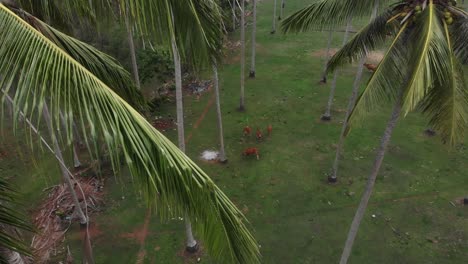 Rising-shot-of-cows-on-meadow-with-palm-trees-at-Indonesia,-aerial