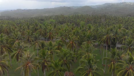Palm-tree-forest-at-Bali-Indonesia-during-day-time,-aerial