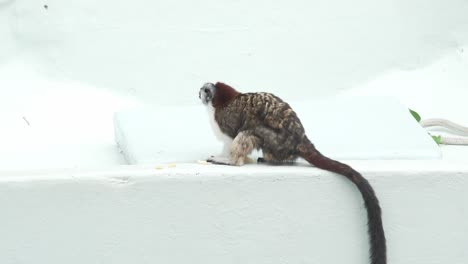 Spider-monkey-ape-primate-eating-food-looking-around,-sitting-on-white-wall