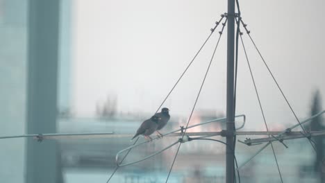 A-close-up-shot-of-two-birds-sitting-on-a-antenna-tower-cleaning-themselfs,-Tel-Aviv-Israel,-zoom-tele-lens,-Sony-4K-video