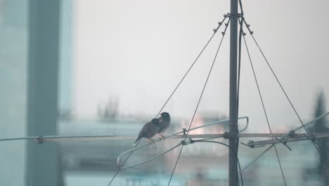 A-close-up-shot-of-two-birds-sitting-on-a-antenna-tower-looking-around,-Tel-Aviv-Israel,-zoom-tele-lens,-Sony-4K-video