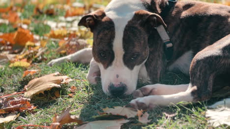 Autumn-dog-lying-in-the-leaves---pitbull-breed