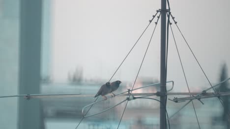 A-close-up-shot-of-two-birds-flying-off-an-antenna-tower,-Tel-Aviv-Israel,-zoom-tele-lens,-Sony-4K-video