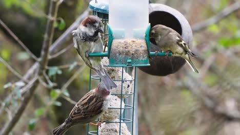 House-and-Eurasian-tree-sparrows-eating-grains-from-bird-feeder