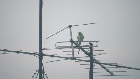 A-close-up-shot-of-a-green-parrot-bird-flying-off-an-antenna-tower,-Tel-Aviv-Israel,-zoom-tele-lens,-Sony-4K-video