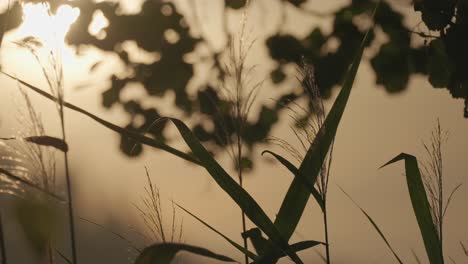SIlhouetes-of-reeds-and-leaves-against-the-sunset-sky
