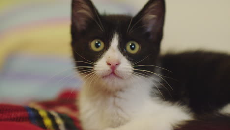 Slow-motion-close-up-of-tuxedo-kitten-looking-around-at-something-off-camera