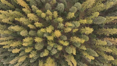 Overhead-View-Of-Larch-Trees-In-Autumnal-Forests