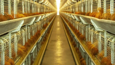 Timelapse-of-poultry-feeding-inside-a-farming-facility,-food-industry-concept