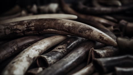 Elefantenstoßzähne,-Illegal-Gefährdetes-Elfenbein,-Das-Von-Wilderern-Auf-Einem-Markt-In-Asien-Verkauft-Wird,-Was-Zum-Aussterben-Der-Tiere-Führt