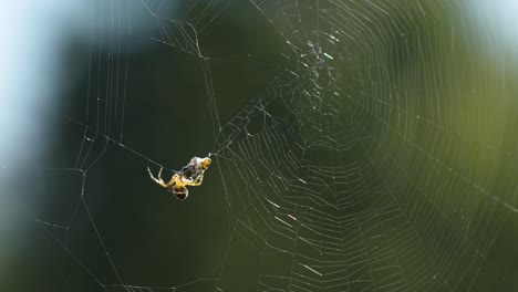 Eine-Spinne-Wickelte-Ihre-Beute-In-Den-Seidenkokon-Des-Zarten-Spinnennetzes